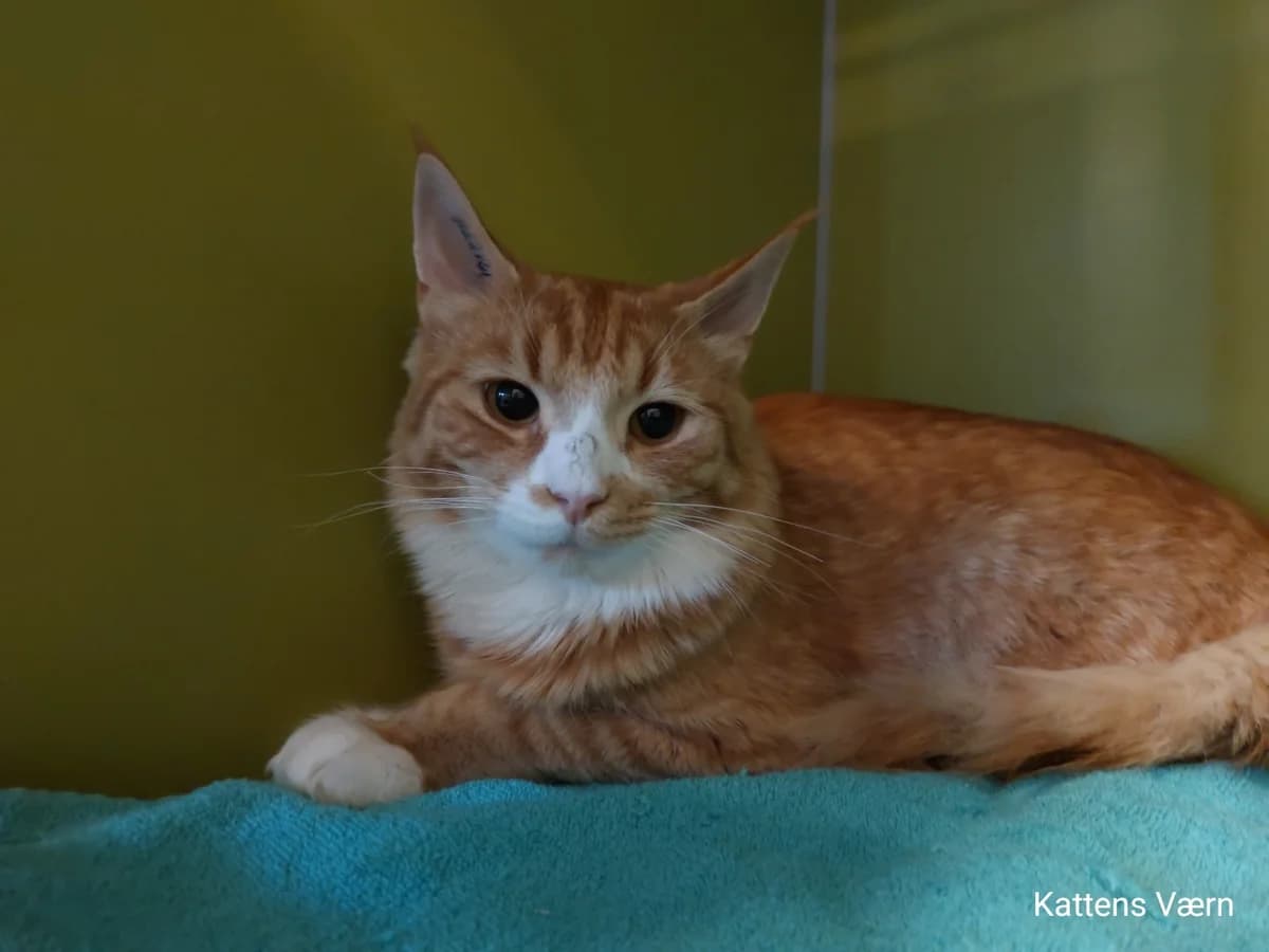 Dimitri, male 3yo Mixed Breed Cat for adoption at Kattens Vaern, Kattens Vaern