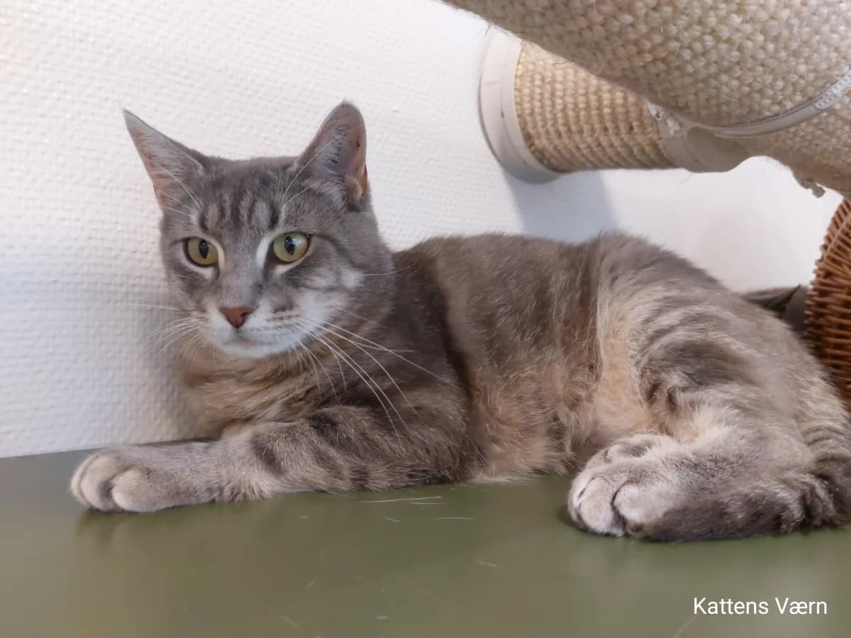 Mona, female 3yo mixed breed for adoption at Kattens Vaern, Kattens Vaern