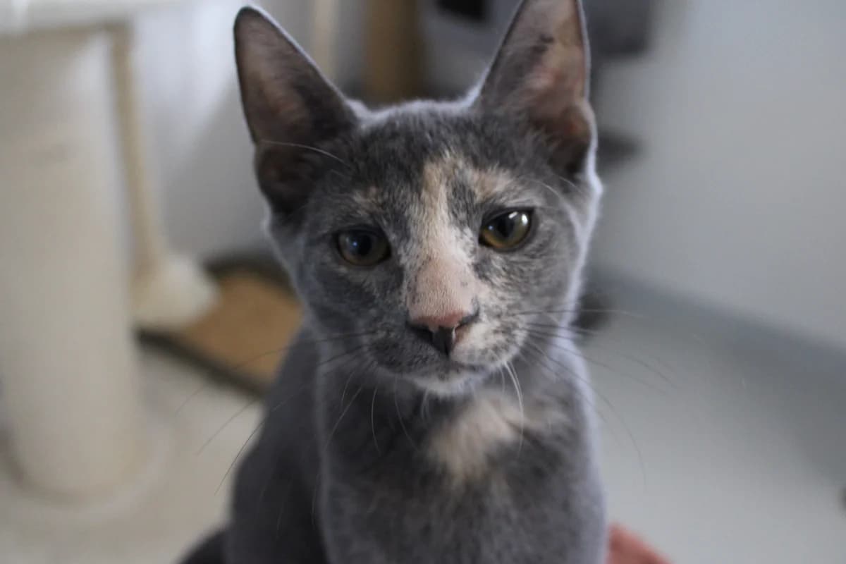 Rigatoni, female puppy Mixed Breed Cat for adoption at Kattens Vaern, Kattens Vaern