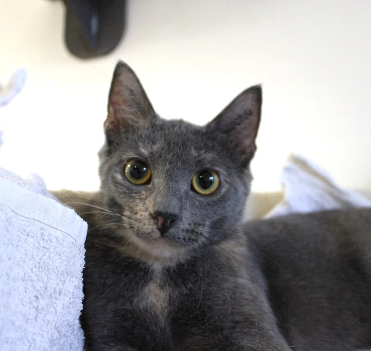 Fusilli, female 3yo Mixed Breed Cat for adoption at Kattens Vaern, Kattens Vaern