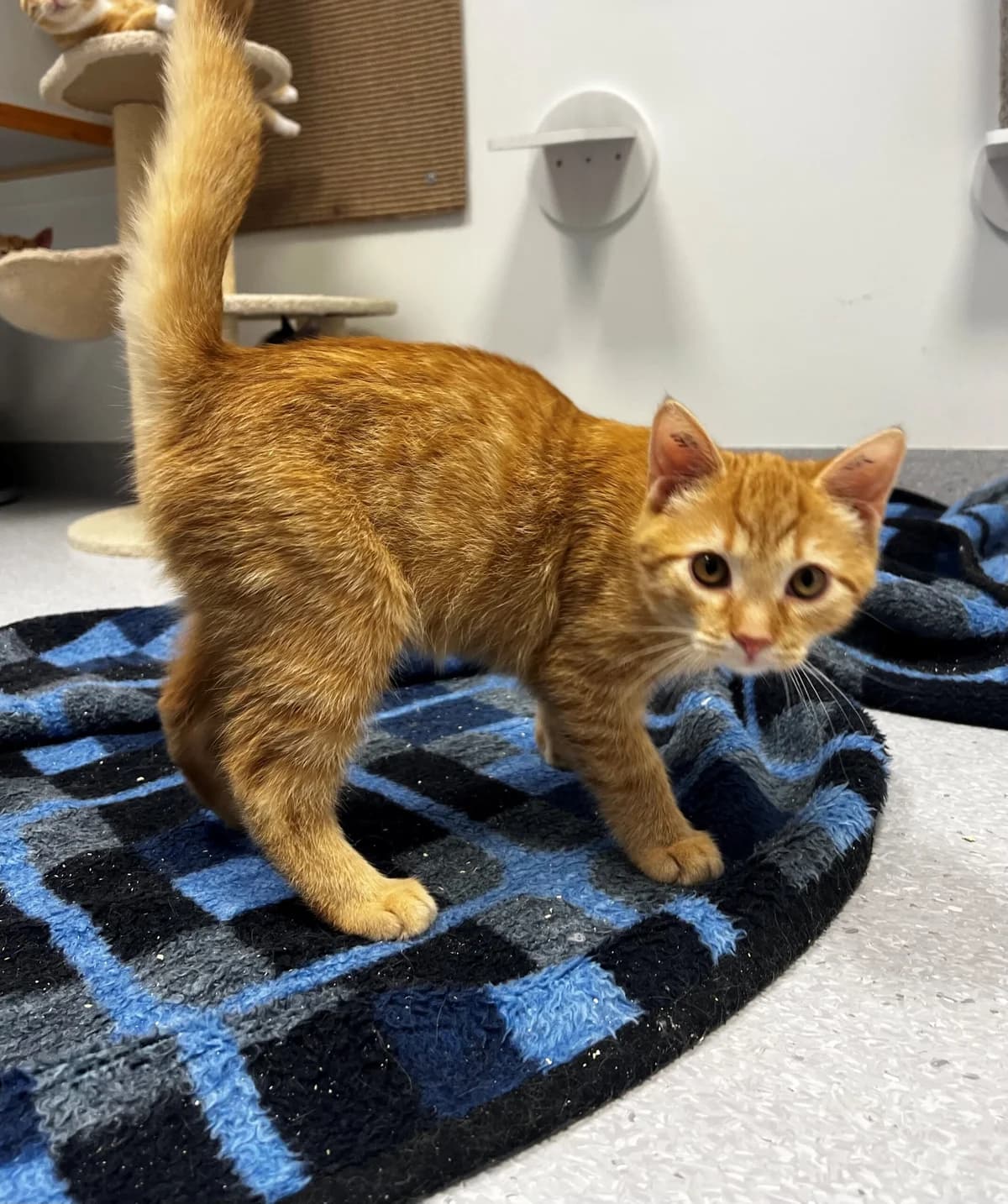 Santos, male puppy Mixed Breed Cat for adoption at Kattens Vaern, Kattens Vaern