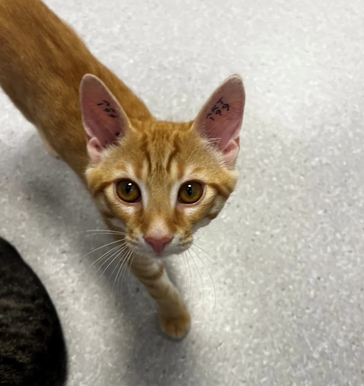 Ivan, male puppy Mixed Breed Cat for adoption at Kattens Vaern, Kattens Vaern