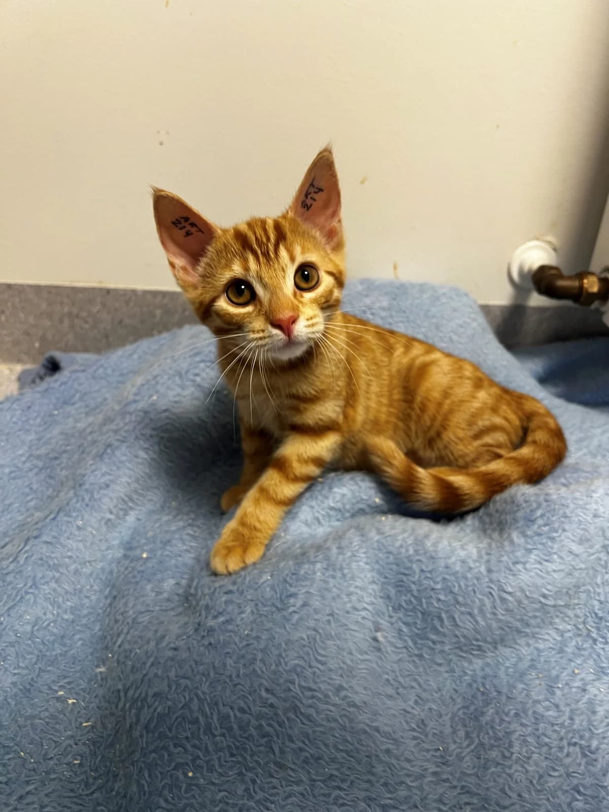 Lykke, female puppy Mixed Breed Cat for adoption at Kattens Vaern, Kattens Vaern