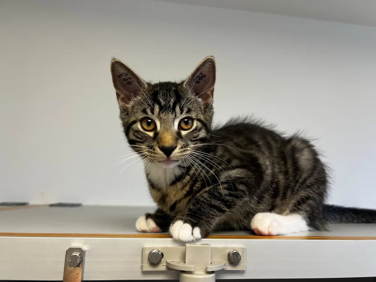 Daisy, female puppy Mixed Breed Cat for adoption at Kattens Vaern, Kattens Vaern