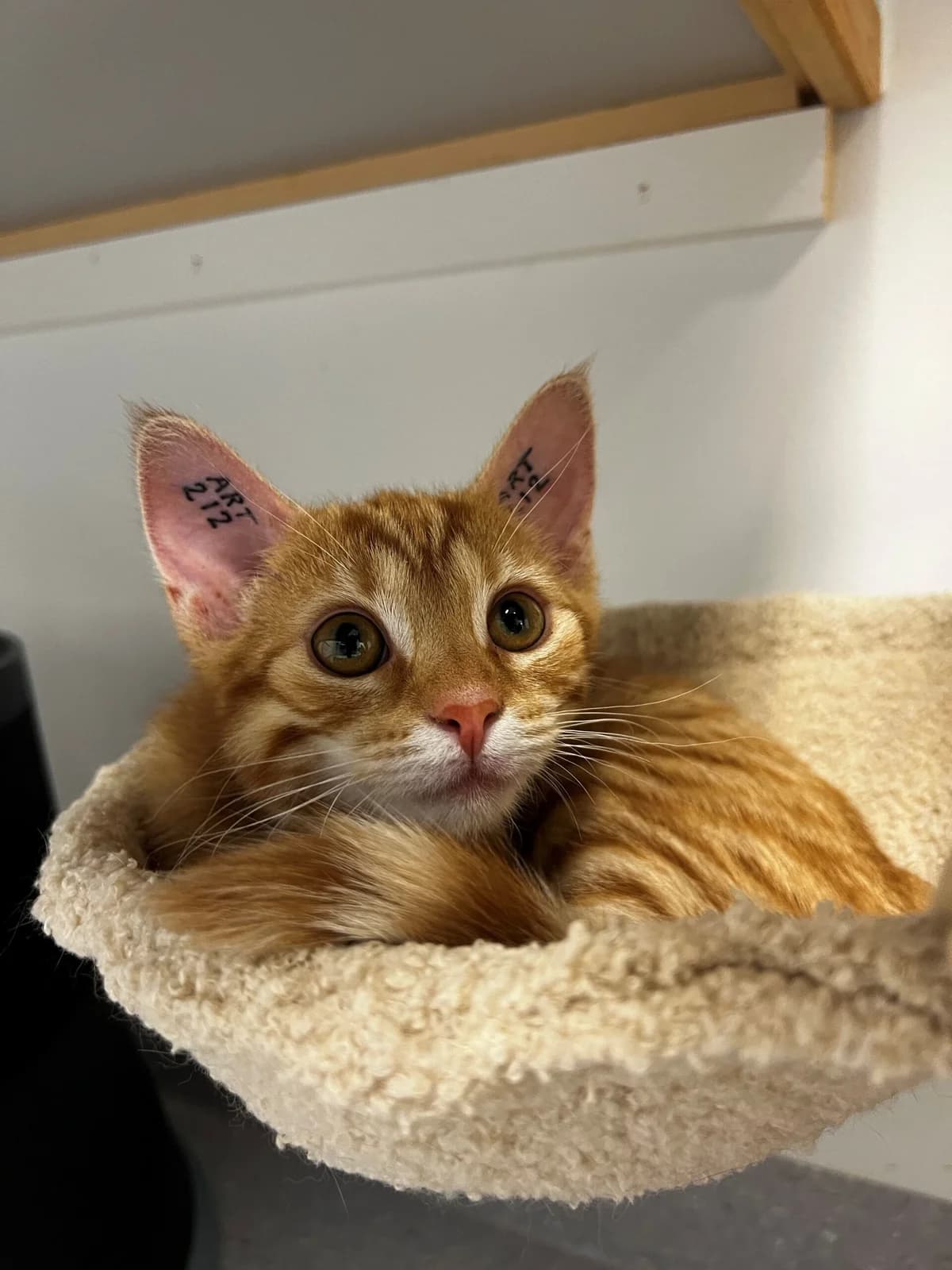 Lytte, female puppy Mixed Breed Cat for adoption at Kattens Vaern, Kattens Vaern