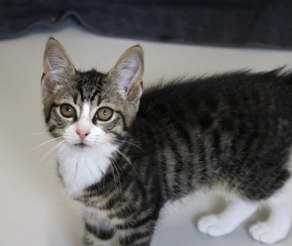 Hugo, puppy Mixed Breed Cat for adoption at Kattens Vaern, Kattens Vaern