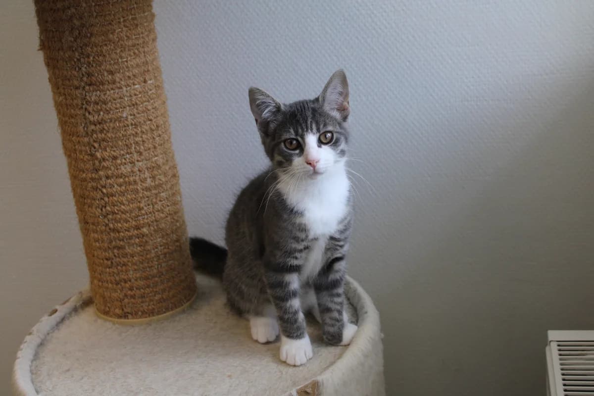 Hulo, puppy Mixed Breed Cat for adoption at Kattens Vaern, Kattens Vaern