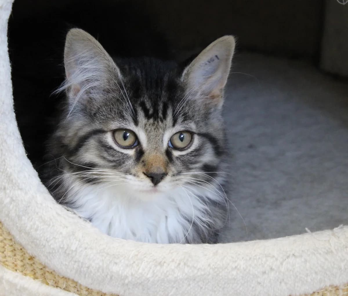 Joppe, puppy Mixed Breed Cat for adoption at Kattens Vaern, Kattens Vaern