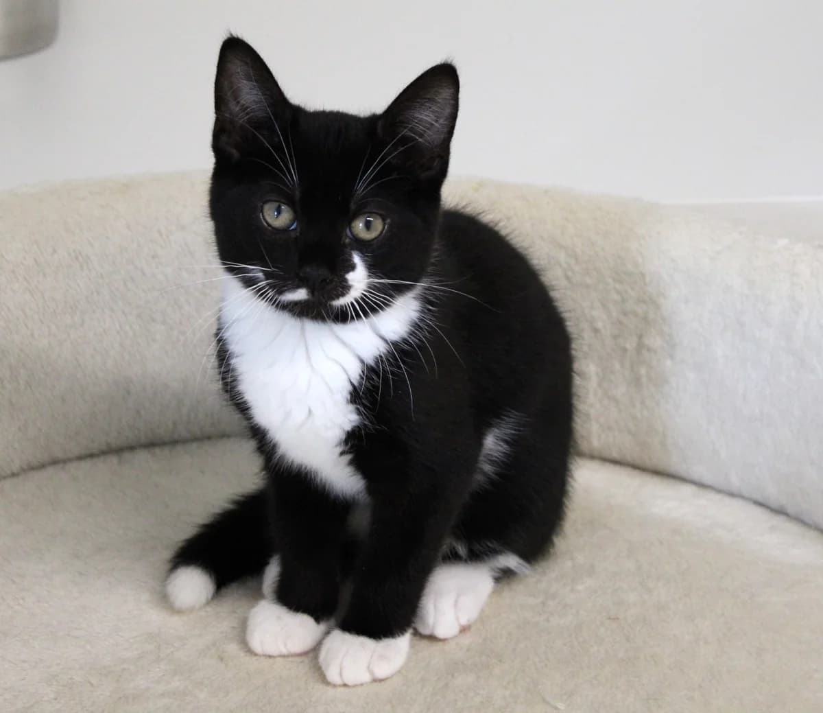 Joody, puppy Mixed Breed Cat for adoption at Kattens Vaern, Kattens Vaern