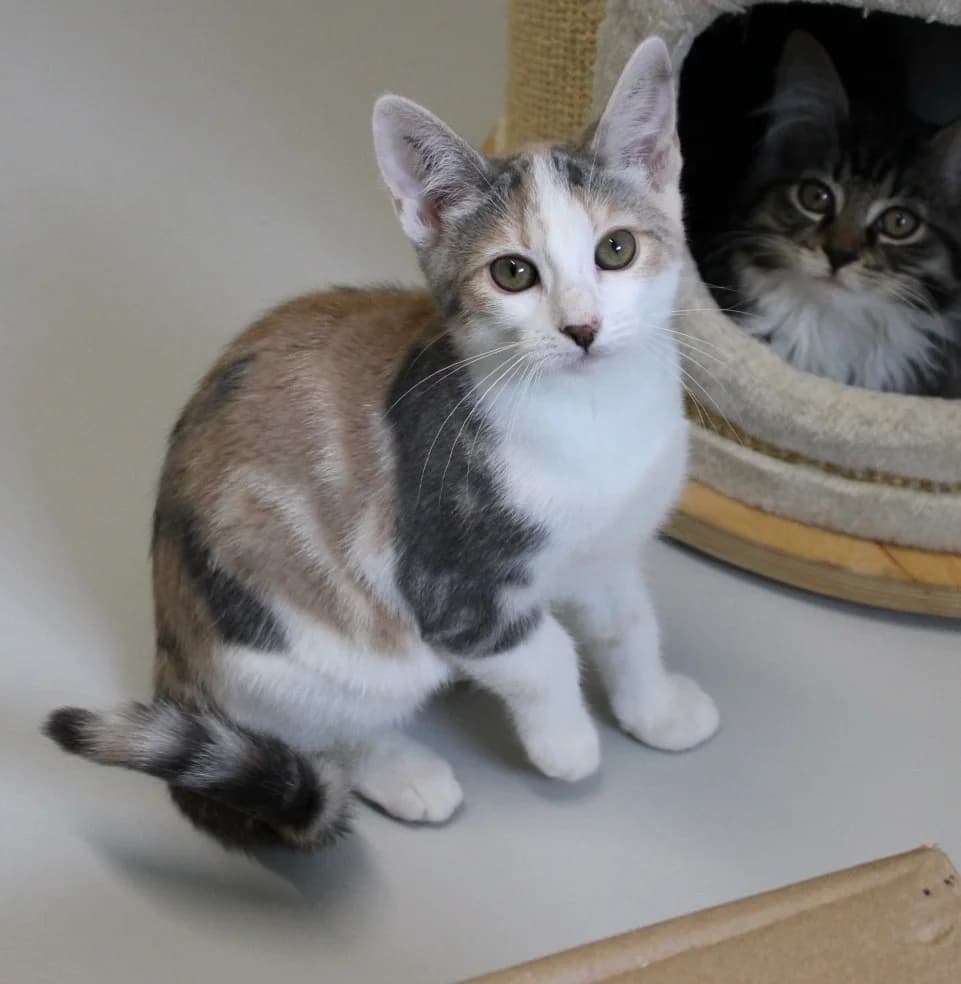 Joline, puppy Mixed Breed Cat for adoption at Kattens Vaern, Kattens Vaern