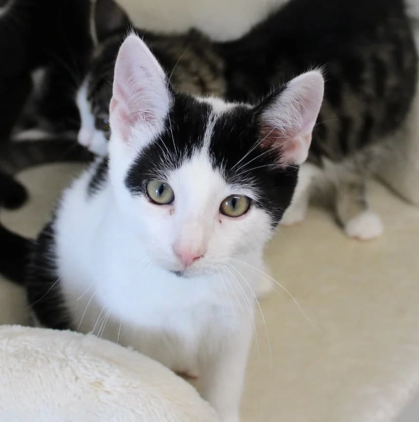 Jango, male puppy Mixed Breed Cat for adoption at Kattens Vaern, Kattens Vaern