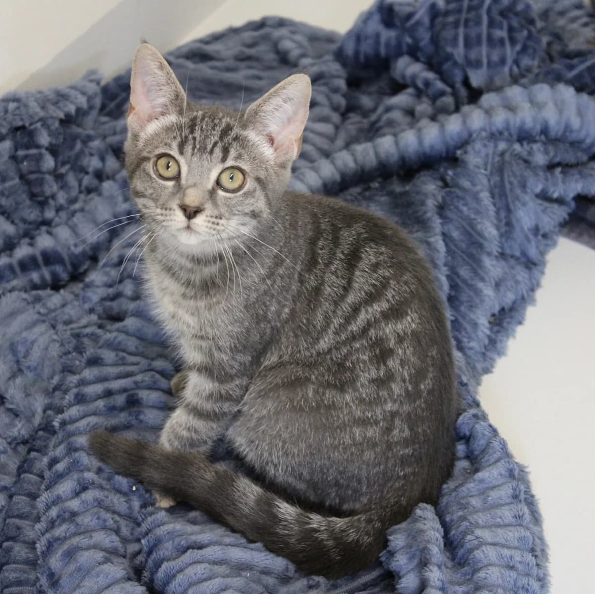 Iris, puppy Mixed Breed Cat for adoption at Kattens Vaern, Kattens Vaern