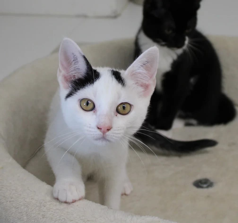 Ingelise, puppy Mixed Breed Cat for adoption at Kattens Vaern, Kattens Vaern