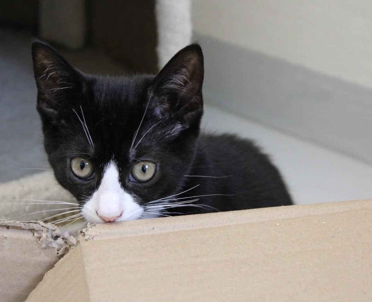 Iben, puppy Mixed Breed Cat for adoption at Kattens Vaern, Kattens Vaern