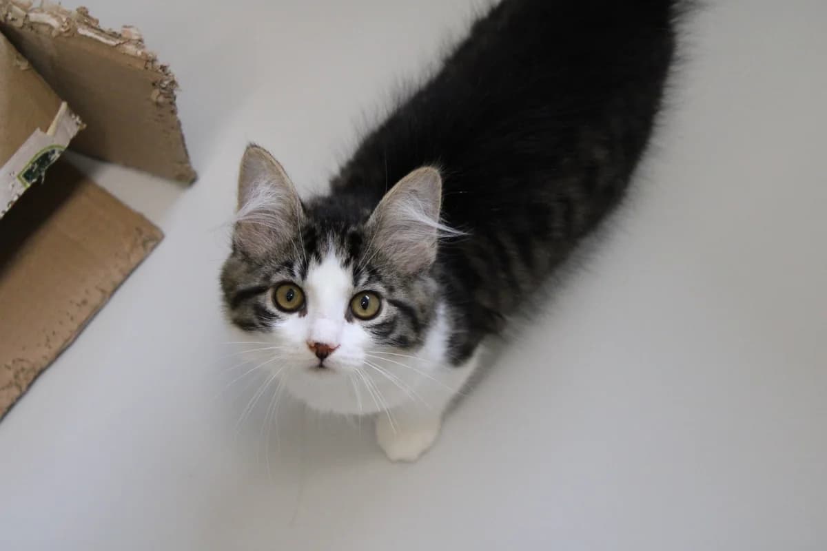 Inga, female puppy Mixed Breed Cat for adoption at Kattens Vaern, Kattens Vaern