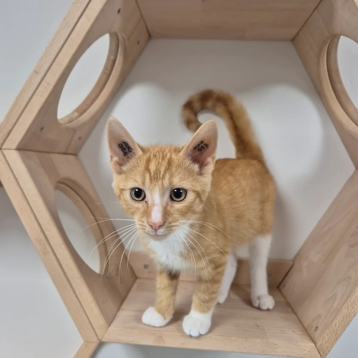 Ferrari, puppy Mixed Breed Cat for adoption at Kattens Vaern, Kattens Vaern