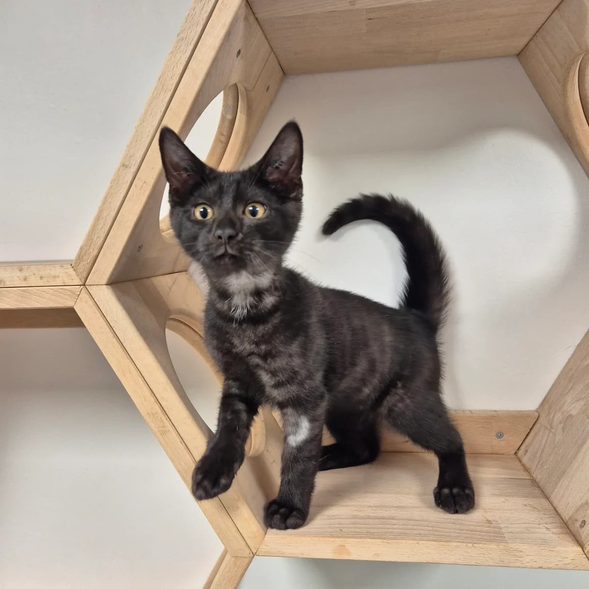 Bjørn, puppy Mixed Breed Cat for adoption at Kattens Vaern, Kattens Vaern