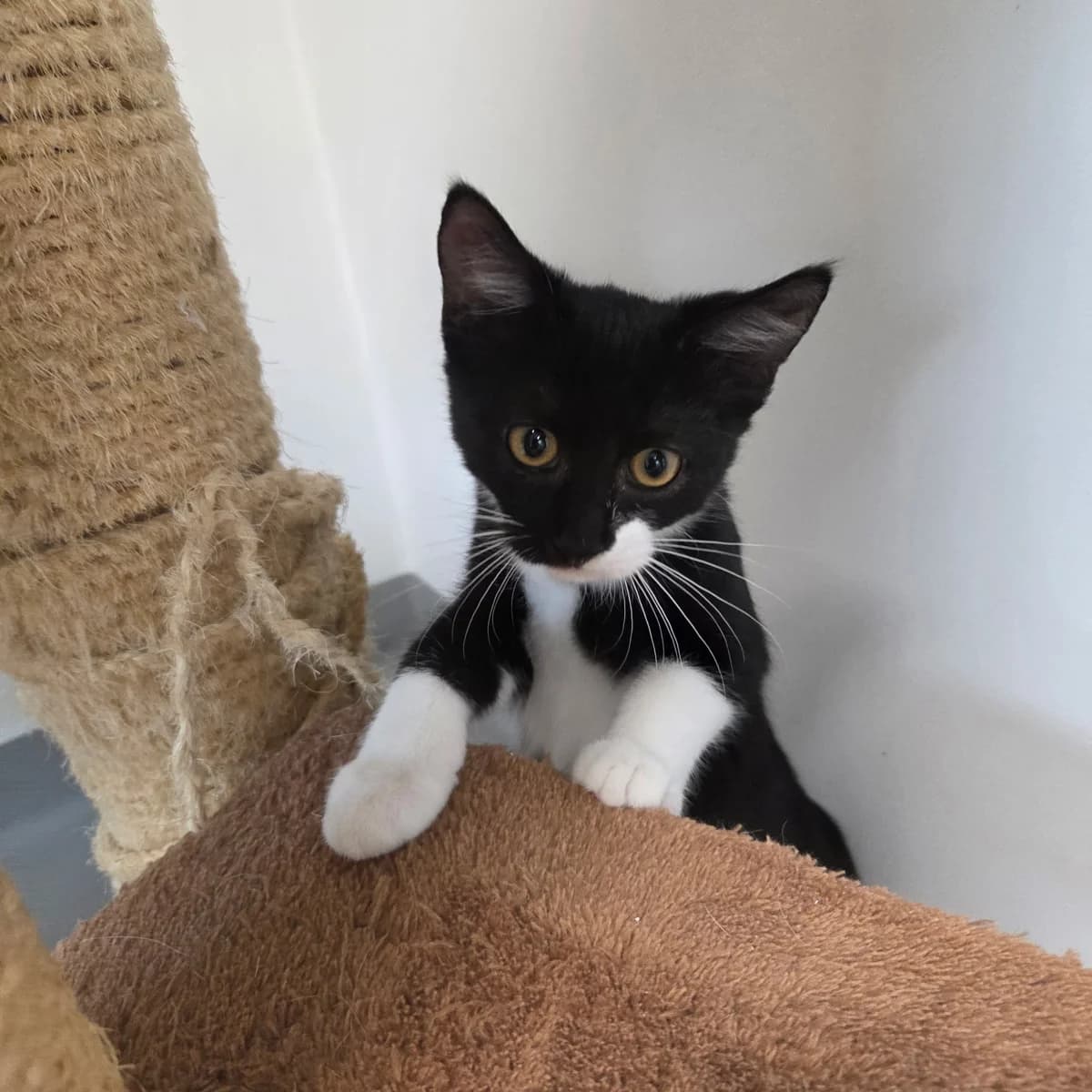 Honda, female puppy Mixed Breed Cat for adoption at Kattens Vaern, Kattens Vaern