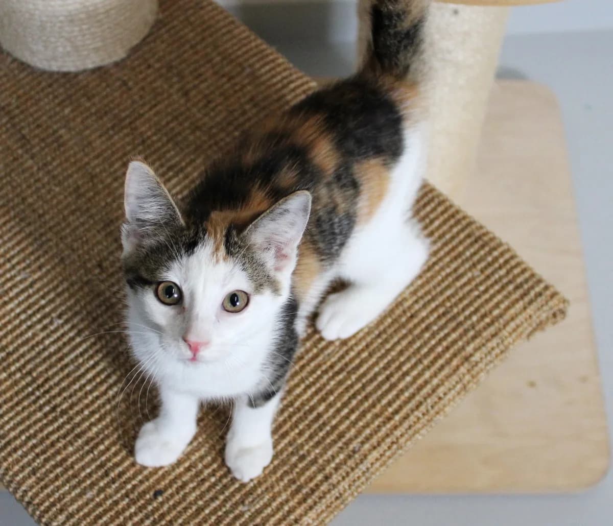 Orkidé, female puppy Mixed Breed Cat for adoption at Kattens Vaern, Kattens Vaern