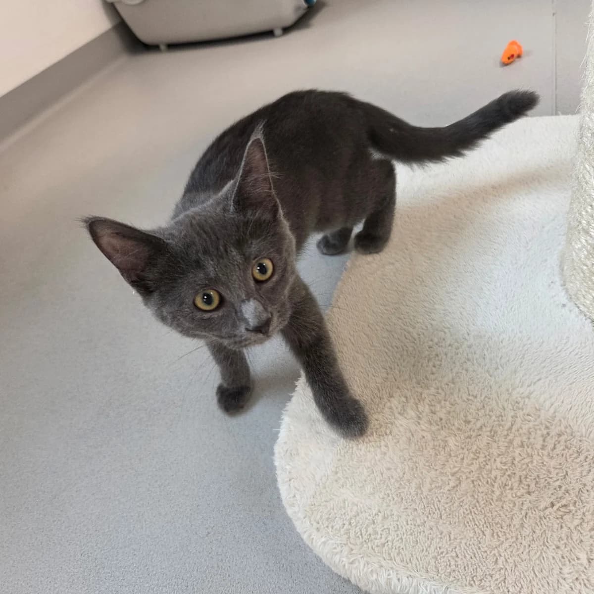 Kawasaki, female puppy Mixed Breed Cat for adoption at Kattens Vaern, Kattens Vaern