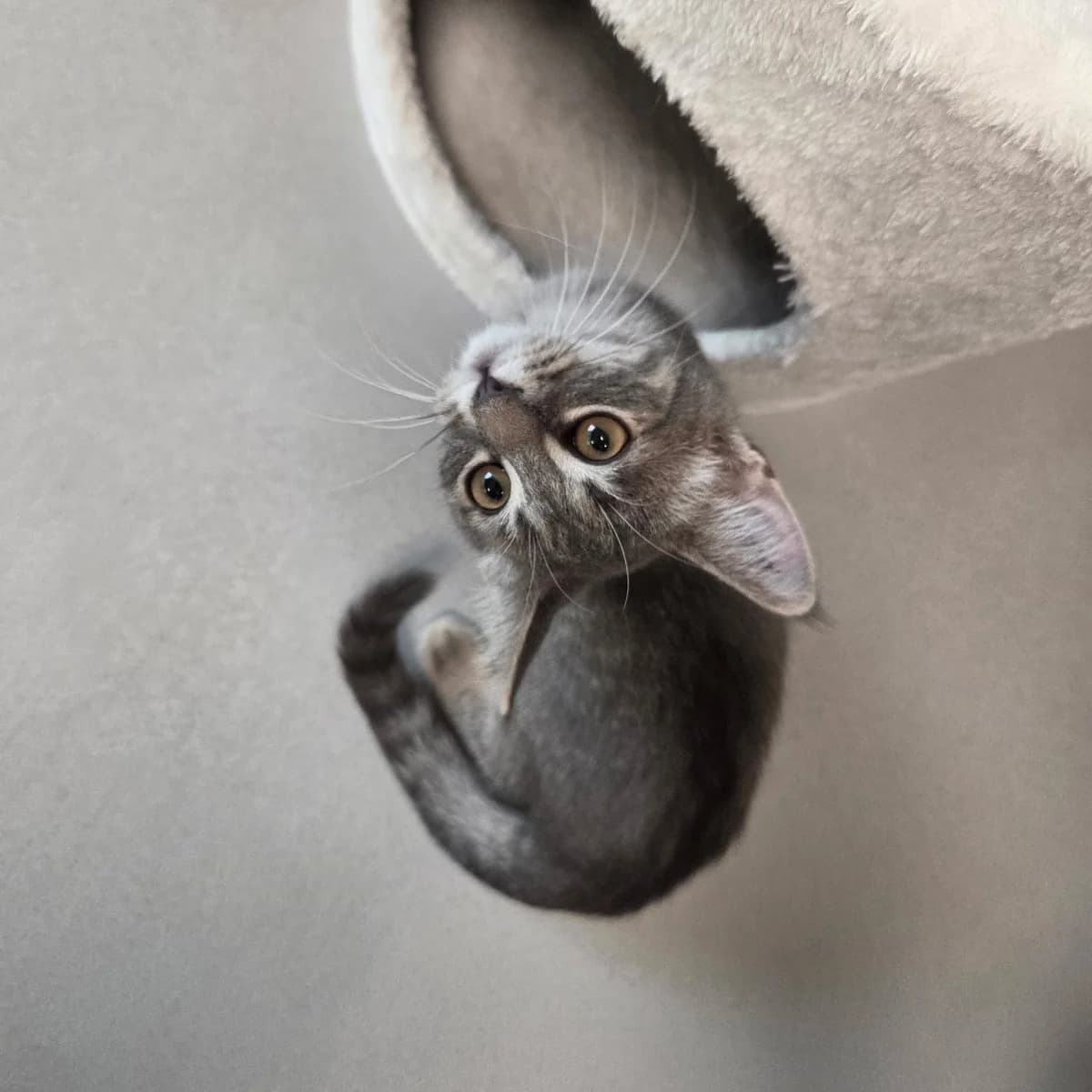 Yamaha, female puppy Mixed Breed Cat for adoption at Kattens Vaern, Kattens Vaern
