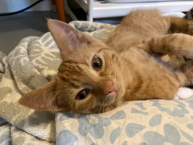 Quentin, male puppy Mixed Breed Cat for adoption at Kattens Vaern, Kattens Vaern