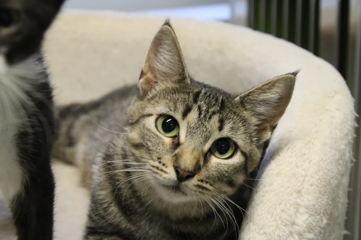 Karla, female 3yo Mixed Breed Cat for adoption at Kattens Vaern, Kattens Vaern