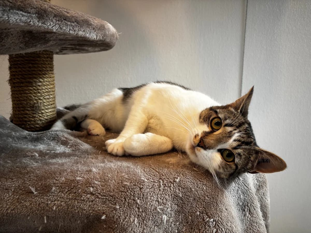 Onkel Henny, male 3yo Mixed Breed Cat for adoption at Kattens Vaern, Kattens Vaern
