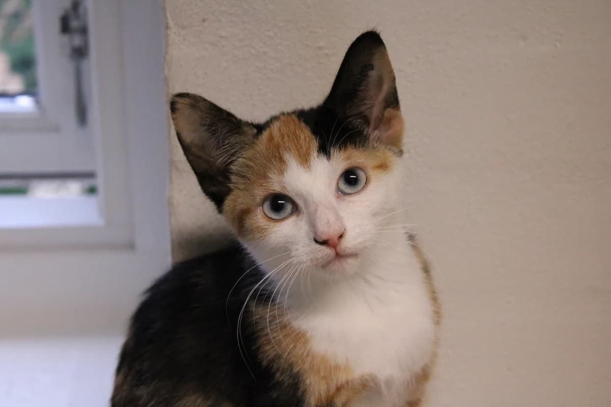 Kartoffel, female puppy Mixed Breed Cat for adoption at Kattens Vaern, Kattens Vaern
