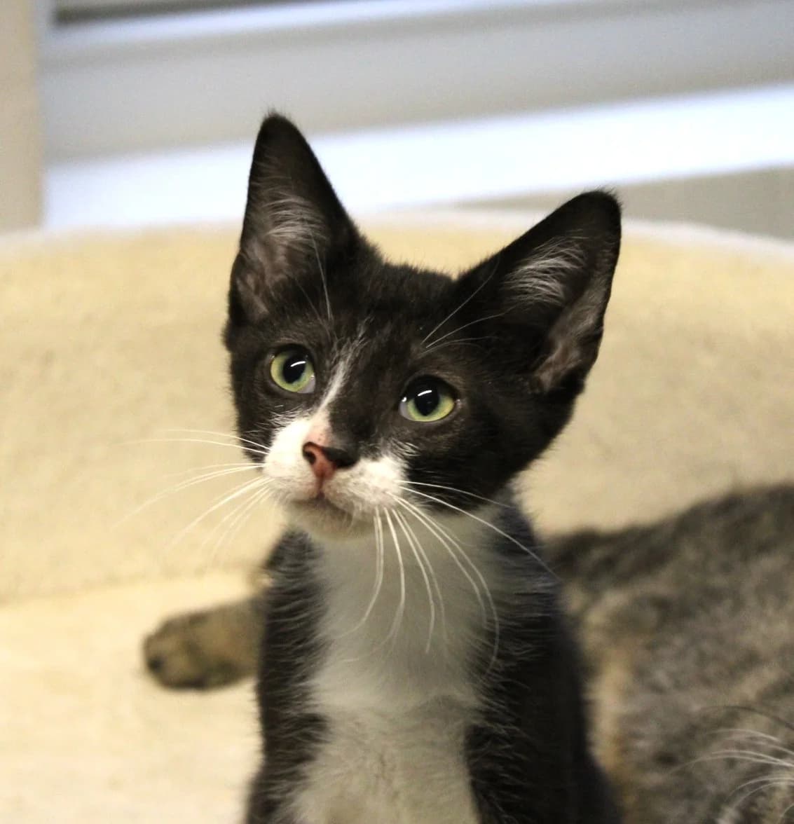 Lillemis Hansen, male puppy Mixed Breed Cat for adoption at Kattens Vaern, Kattens Vaern