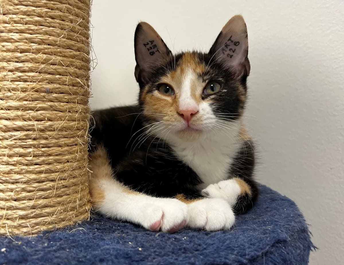 Quincy, female puppy Mixed Breed Cat for adoption at Kattens Vaern, Kattens Vaern