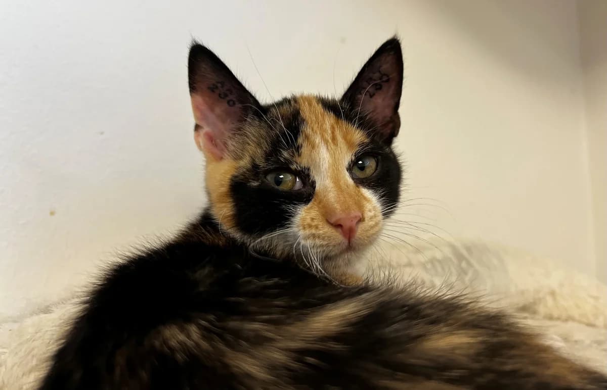 Quiche, female puppy Mixed Breed Cat for adoption at Kattens Vaern, Kattens Vaern
