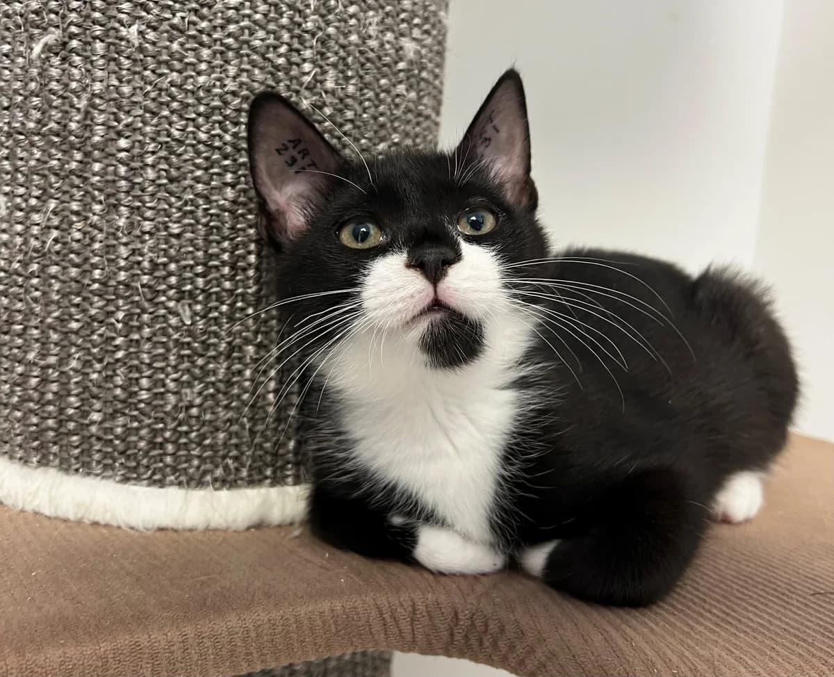 Quinoa, female puppy Mixed Breed Cat for adoption at Kattens Vaern, Kattens Vaern