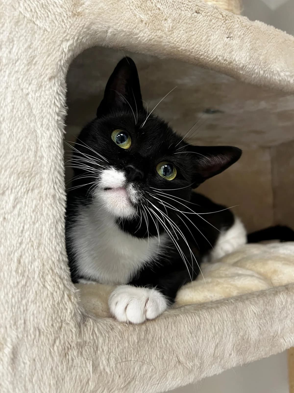 Nisha, female 3yo mixed breed for adoption at Kattens Vaern, Kattens Vaern