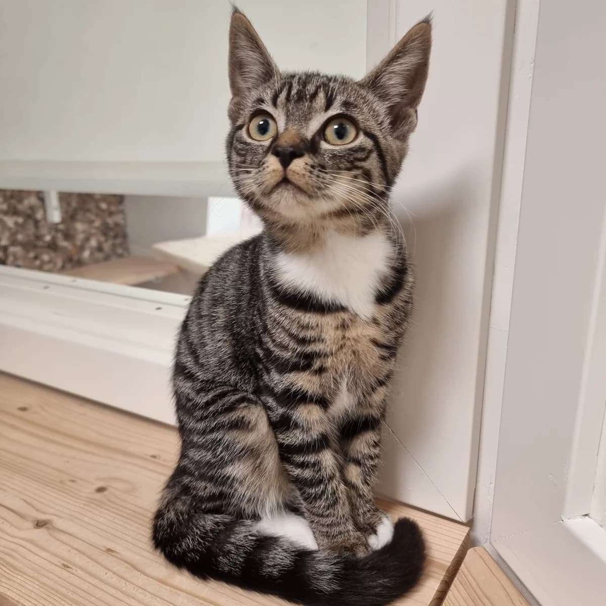 Bluebell, female puppy Mixed Breed Cat for adoption at Kattens Vaern, Kattens Vaern