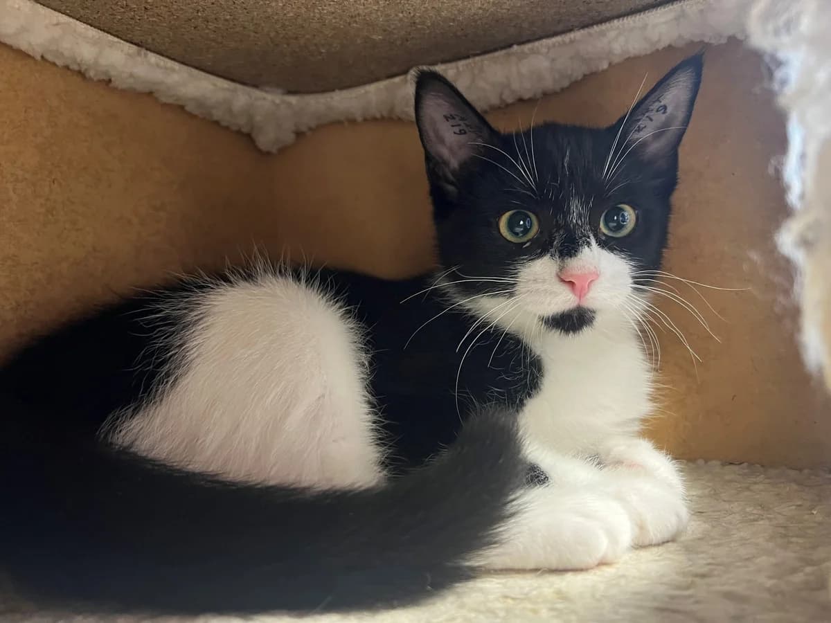 Vini, female puppy Mixed Breed Cat for adoption at Kattens Vaern, Kattens Vaern