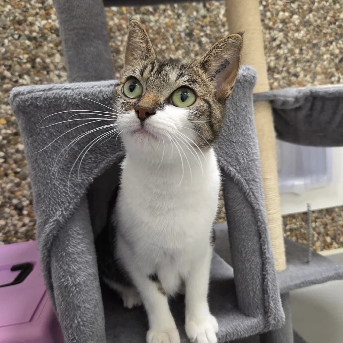 Fae, female 3yo Mixed Breed Cat for adoption at Kattens Vaern, Kattens Vaern