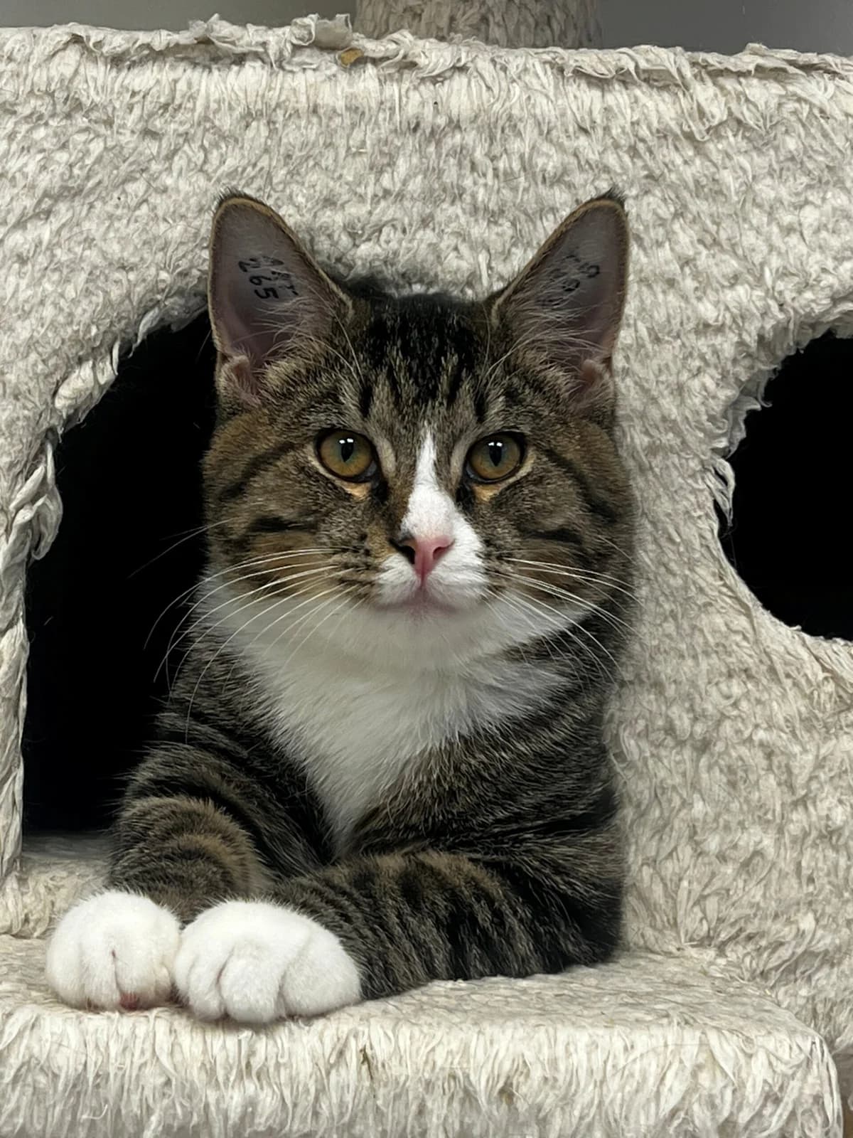 Ælton, male puppy Mixed Breed Cat for adoption at Kattens Vaern, Kattens Vaern
