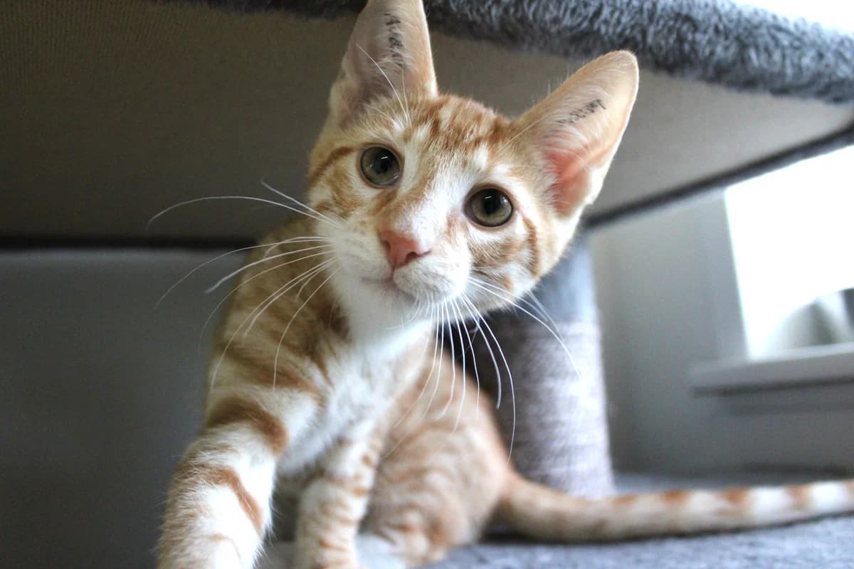 Tjørn, male puppy Mixed Breed Cat for adoption at Kattens Vaern, Kattens Vaern