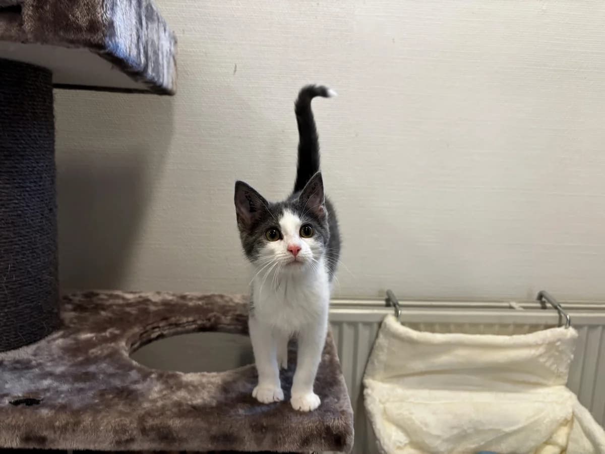 Æster, female puppy Mixed Breed Cat for adoption at Kattens Vaern, Kattens Vaern