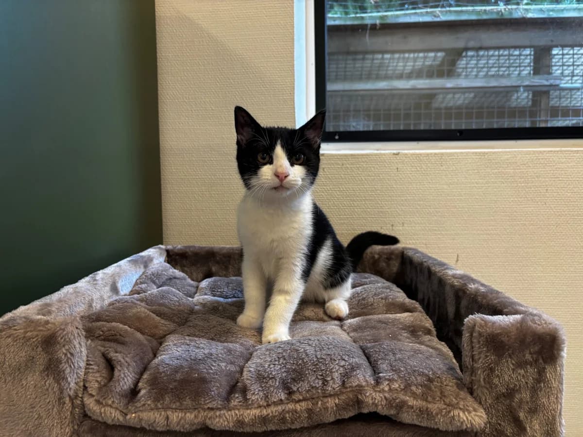 Brian, male puppy Mixed Breed Cat for adoption at Kattens Vaern, Kattens Vaern