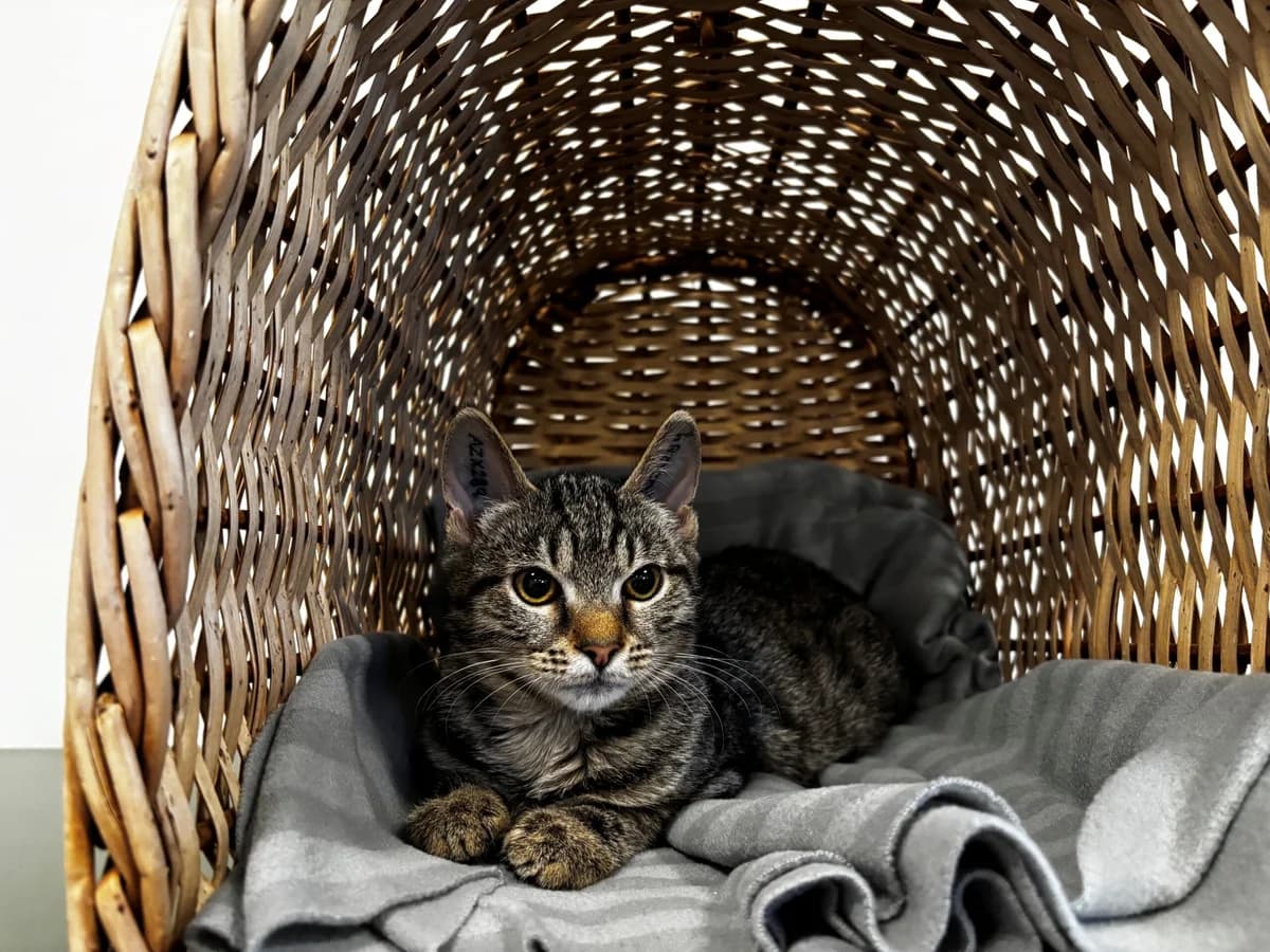 Charlotte, female puppy Mixed Breed Cat for adoption at Kattens Vaern, Kattens Vaern