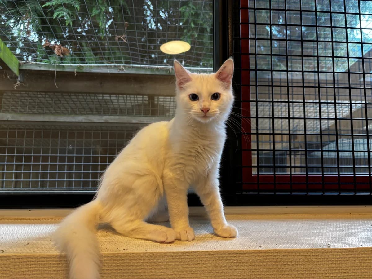 Yoda, male puppy Mixed Breed Cat for adoption at Kattens Vaern, Kattens Vaern