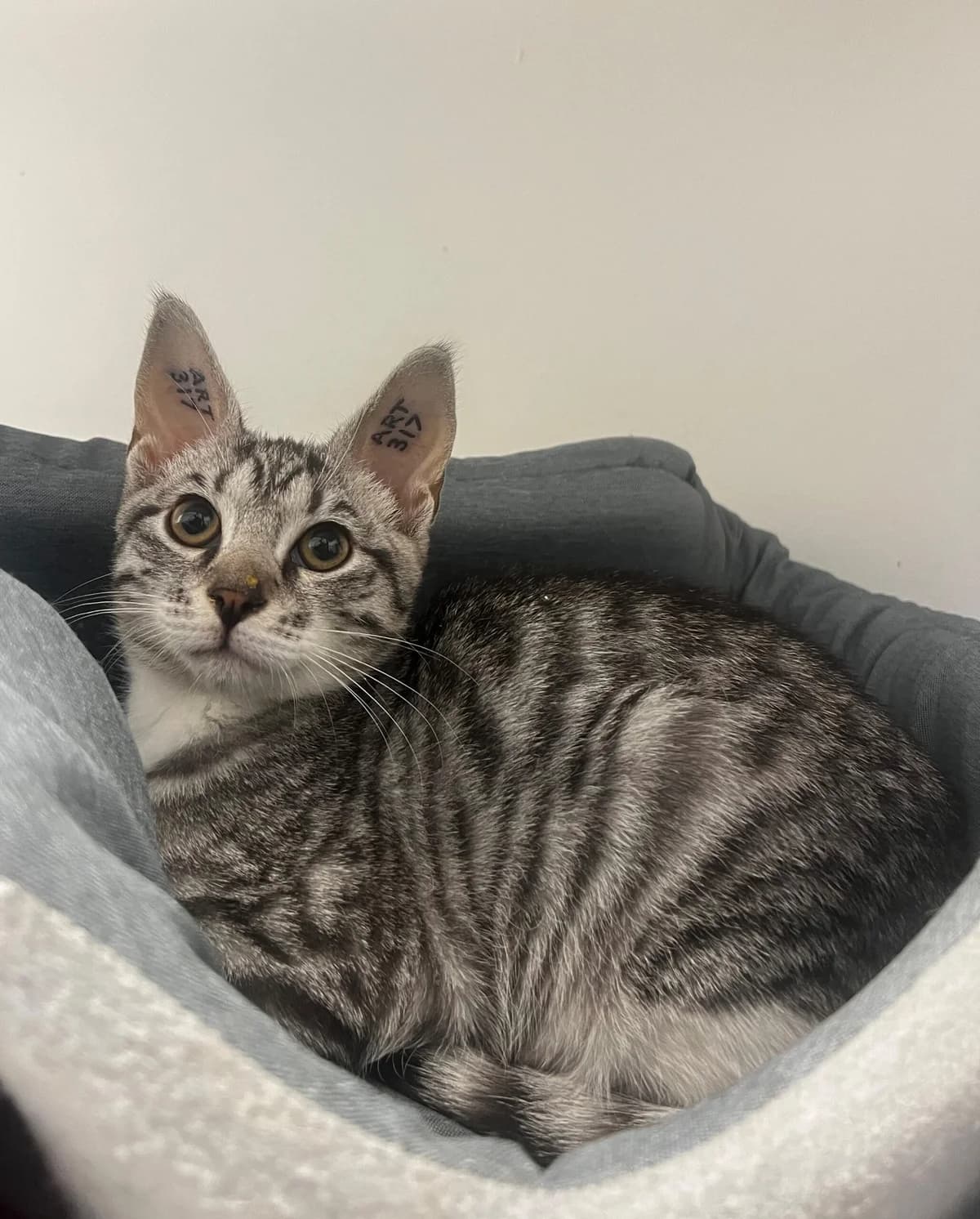 Champ, male puppy Mixed Breed Cat for adoption at Kattens Vaern, Kattens Vaern
