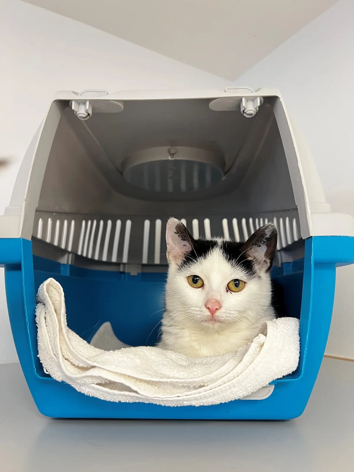 Lily Rose, female puppy Mixed Breed Cat for adoption at Kattens Vaern, Kattens Vaern