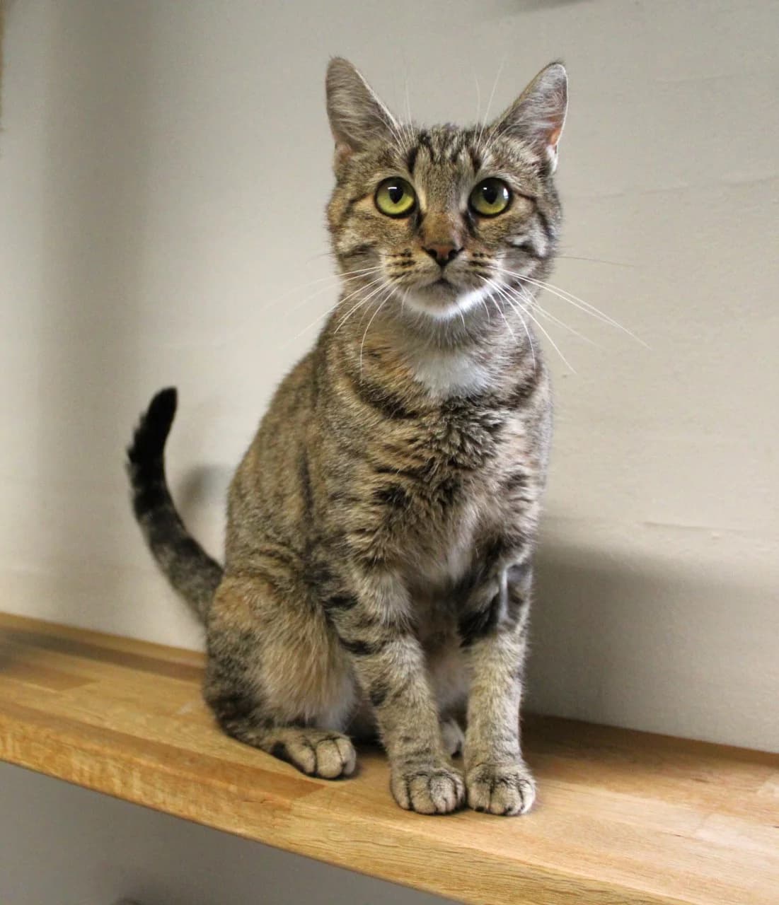 Suki, female 3yo Mixed Breed Cat for adoption at Kattens Vaern, Kattens Vaern