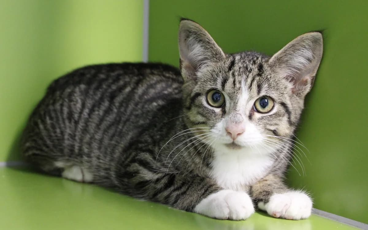 Pomfrit, male puppy Mixed Breed Cat for adoption at Kattens Vaern, Kattens Vaern
