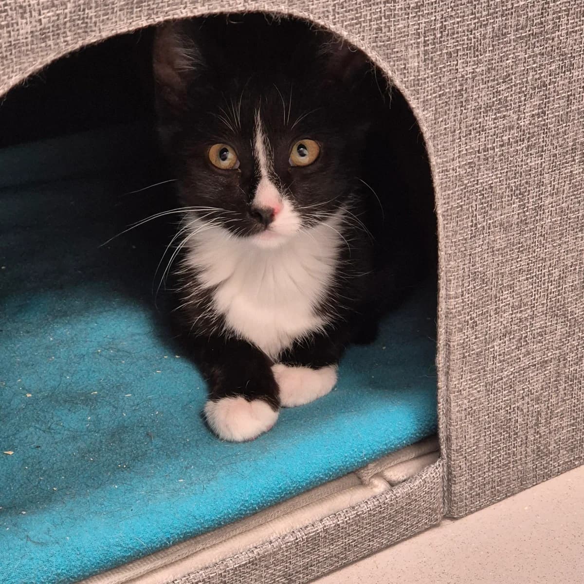 Mike, puppy mixed breed for adoption at Kattens Vaern, Kattens Vaern