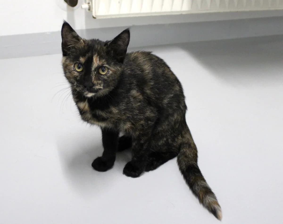 Denali, female puppy Mixed Breed Cat for adoption at Kattens Vaern, Kattens Vaern