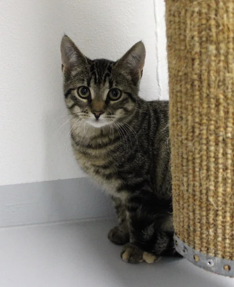 Juneau, female puppy Mixed Breed Cat for adoption at Kattens Vaern, Kattens Vaern